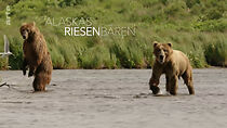 Watch Alaskas Riesenbären