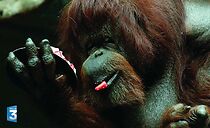 Watch Nénette, orang-outan de Bornéo
