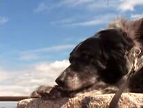 Watch Kole (Short 2006)