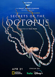 Watch Secrets of the Octopus