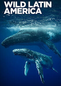 Watch Wild Latin America