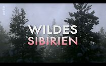 Watch Siberia's Wild Year