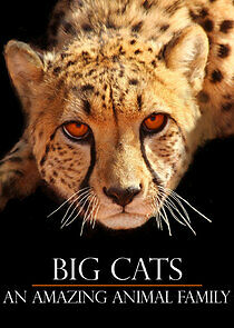 Watch Big Cats: An Amazing Animal Family