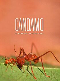 Watch Candamo, la ultima selva sin hombres
