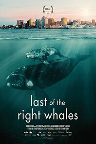 Watch Last of the Right Whales