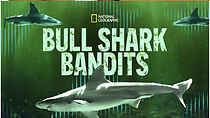 Watch Bull Shark Bandits