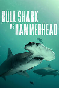 Watch Bull Shark Vs. Hammerhead