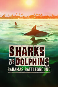 Watch Sharks Vs. Dolphins: Bahamas Battleground