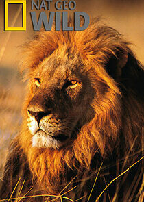 Watch Wild Nights with Mireya Mayor