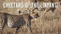 Watch Cheetahs of the Linyanti