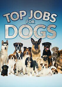 Watch Top Jobs for Dogs