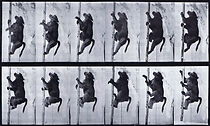Watch Baboon Climbing a Pole (Short 1887)