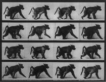 Watch Baboon Walking on All Fours (Short 1887)