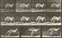 Watch Kangaroo Walking on All Fours, Changing to Jumping (Short 1887)