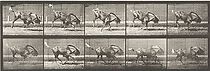 Watch Gnu Bucking and Galloping (Short 1887)