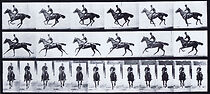 Watch Horse Bouquet Galloping, Saddled with Rider (Short 1887)