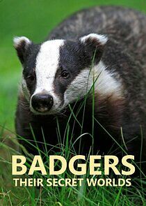 Watch Badgers: Their Secret World