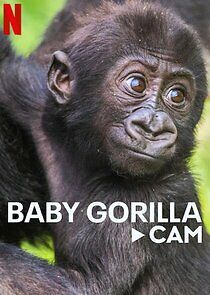 Watch Baby Gorilla Cam