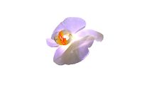 Watch Mälestus Tulilillest