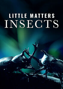Watch Little Matters: Insects