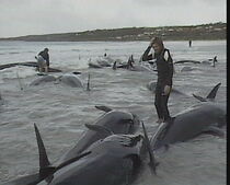 Watch Before It's Too Late: Lost Angels