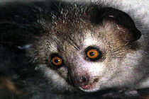 Watch Before It's Too Late: Madagascar Island Ark