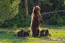 Watch 399: Queen of the Tetons