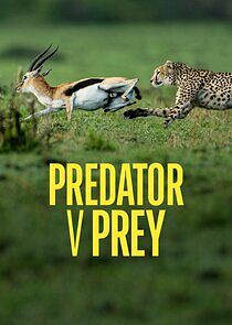 Watch Predator vs Prey