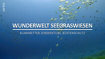 Watch Wunderwelt Seegraswiesen Klimaretter, Kinderstube, Küstenschutz