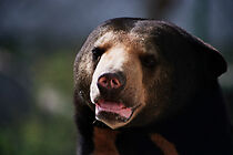 Watch Before It's Too Late: Cambodia, Beyond the Killing Fields