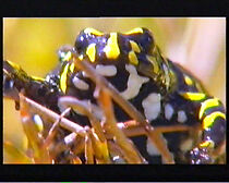 Watch Before It's Too Late: Croaking Frogs