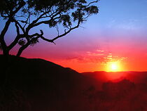 Watch Before It's Too Late: Hawaii Isles of Extinction