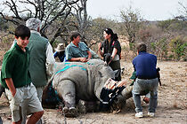 Watch Before It's too Late: Dogs, Cats and Horny Beasts