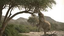 Watch Wild Namibia