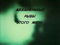 Watch Akvariumnye ryby etogo mira