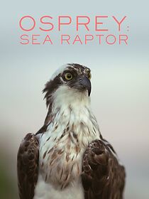 Watch Osprey: Sea Raptor