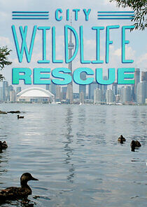 Watch City Wildlife Rescue