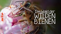 Watch Ziemlich wilde Bienen