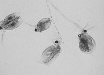 Watch Nevím, kaluze (Short 2018)