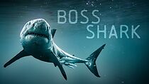 Watch Boss Shark (TV Special 2024)