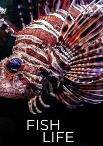 Watch Comme un poisson dans l'eau