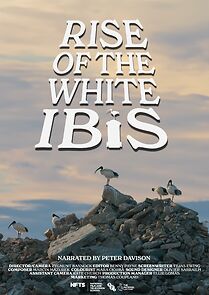 Watch Rise of the White Ibis (Short 2024)