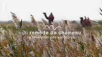 Watch Un remède de chameau - La révolution des nanocorps (TV Special 2023)