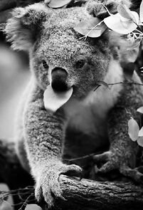 Watch The Koala Bear Kid (Short 1995)