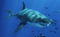 Watch Most Wanted Sharks