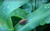 Watch Toque Tropical Mistérios da Floresta (Short 2020)