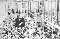 Watch Das Schilfrohr