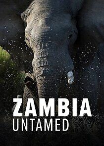 Watch Zambia Untamed