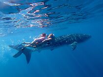 Watch Whale Shark Jack