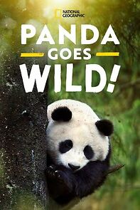 Watch Panda Goes Wild